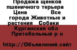 Продажа щенков пшеничного терьера › Цена ­ 30 000 - Все города Животные и растения » Собаки   . Курганская обл.,Притобольный р-н